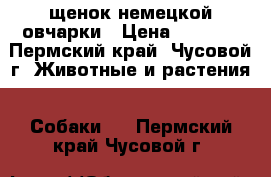  щенок немецкой овчарки › Цена ­ 2 000 - Пермский край, Чусовой г. Животные и растения » Собаки   . Пермский край,Чусовой г.